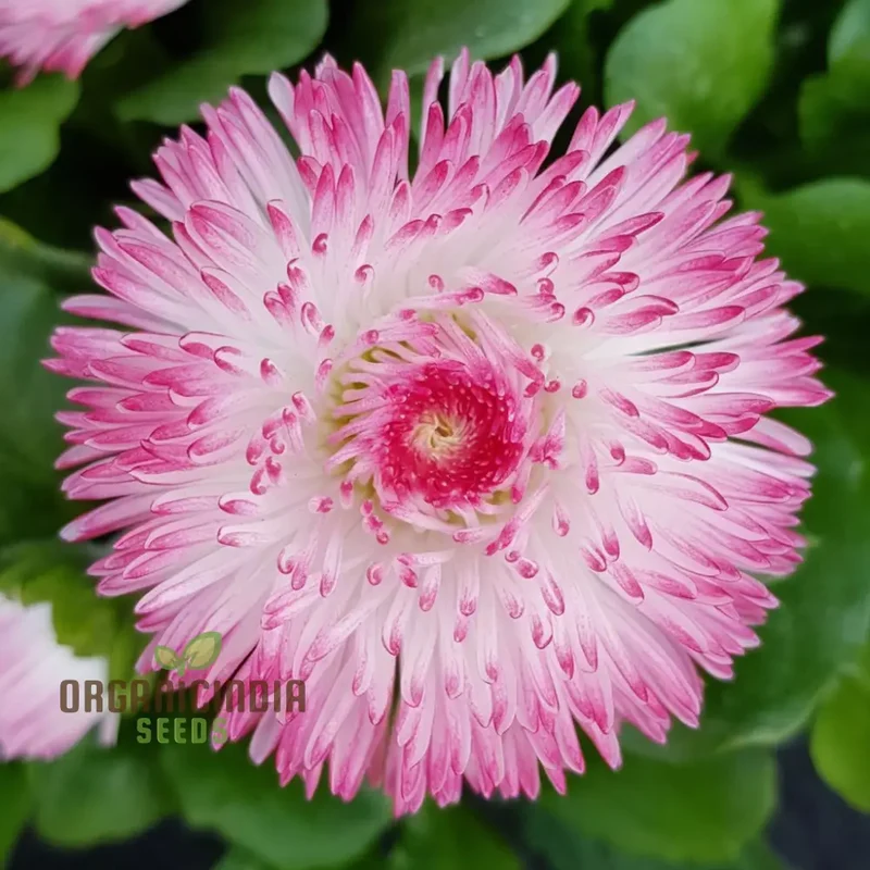 Bellis Perennis Habanera Mixed Seeds for Vibrant Blooms and Easy Gardening Delights!