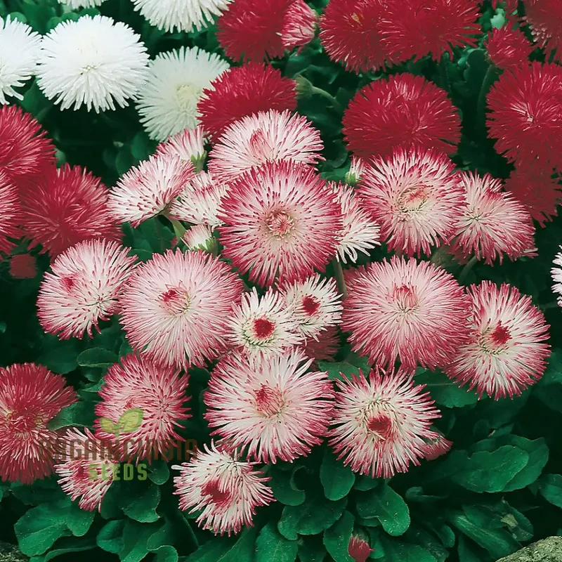 Bellis Perennis Habanera Mixed Seeds for Vibrant Blooms and Easy Gardening Delights!