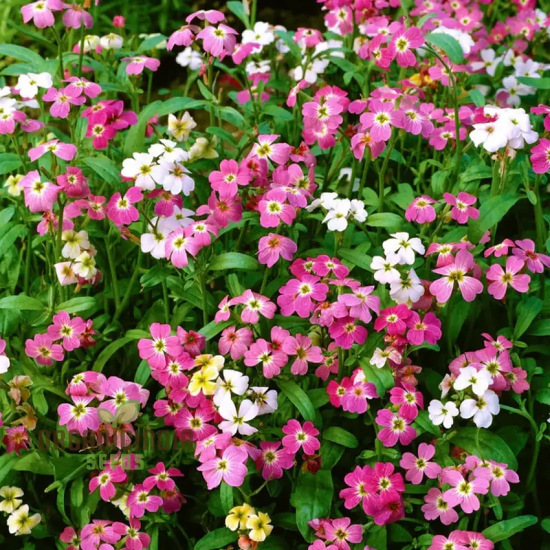 Virginian Mixed Flower Seeds For Planting: Abundant Garden Delights for Every Season