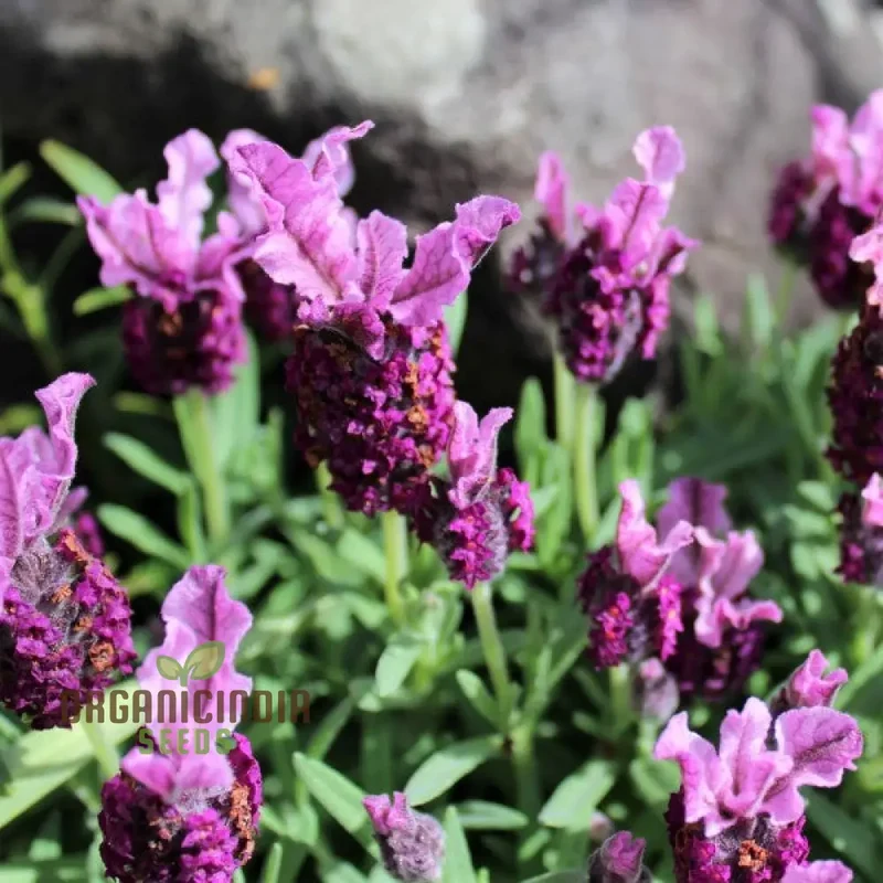 Lavender Bandera Pink Flower Seeds, Cultivate Tranquility and Beauty in Your Garden with Expert Tips on Planting and Gardening