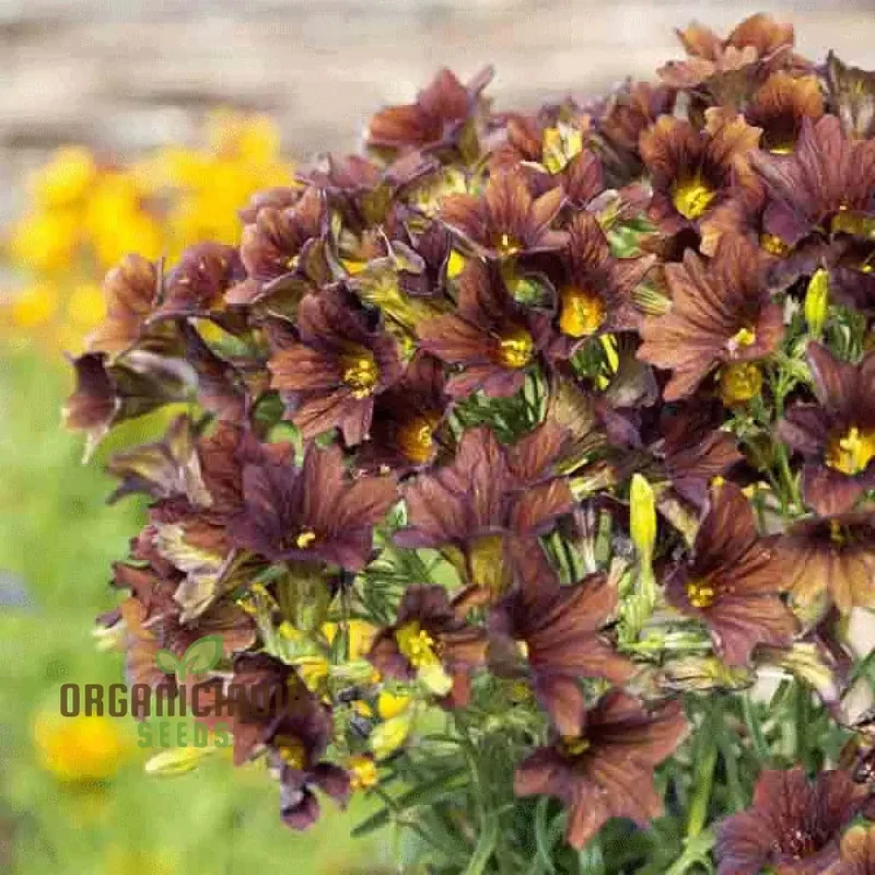 Salpiglossis CafÃ© au Lait Seeds - Cultivate Elegant and Delicate CafÃ© au Lait Salpiglossis Flowers in Your Garden