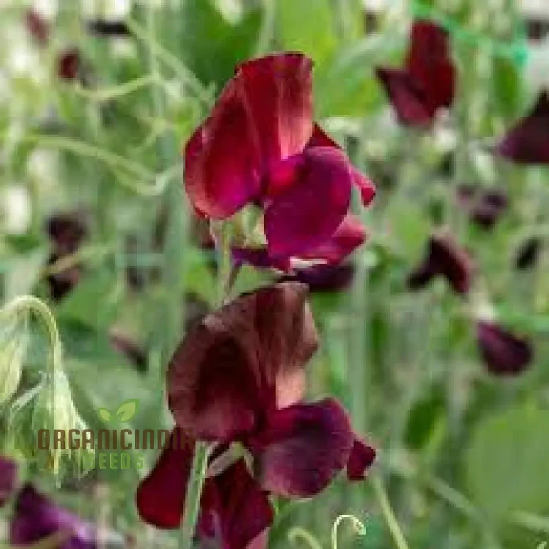 Sweet Pea Beaujolais Seeds For planting: Grow Your Own Stunning Garden Beauties with These Premium Gardening Essentials