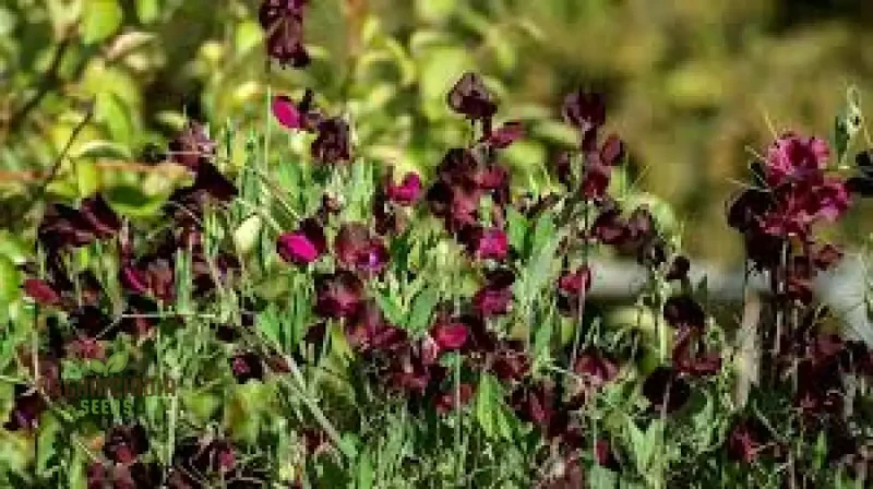 Sweet Pea Beaujolais Seeds For planting: Grow Your Own Stunning Garden Beauties with These Premium Gardening Essentials