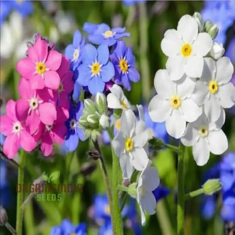 Myosotis (Forget-Me-Not) Victoria Mix Seeds ,Cultivate Lasting Memories and Beauty in Your Garden.