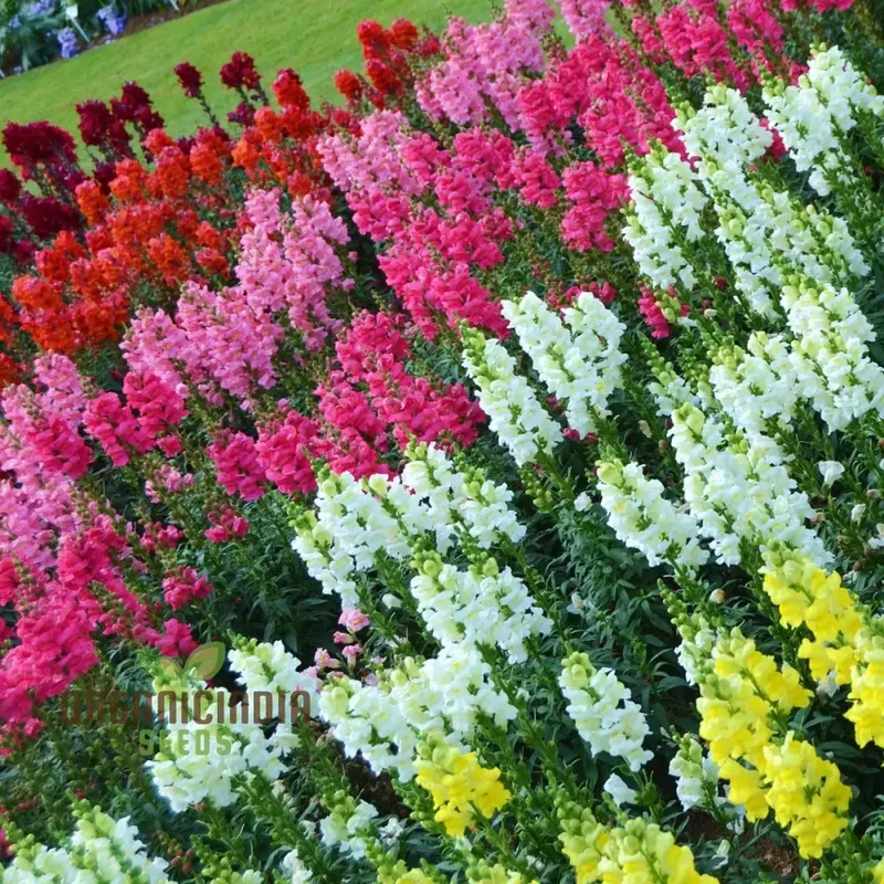 Antirrhinum Majus Admiral Mixed F1 Flower Seeds, Enhance Your Garden with Colorful Blooms and Expert Planting and Gardening Advice