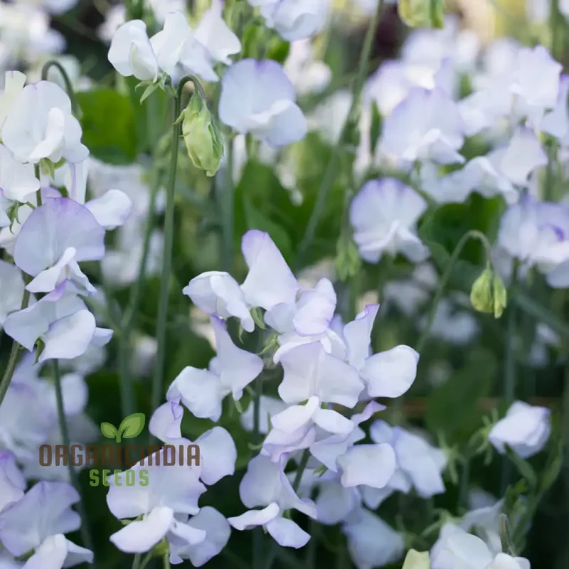Sweet Pea Alan Roberts Seeds For Planting: Premium Quality for Beautiful Blooms and Bountiful Harvests"
