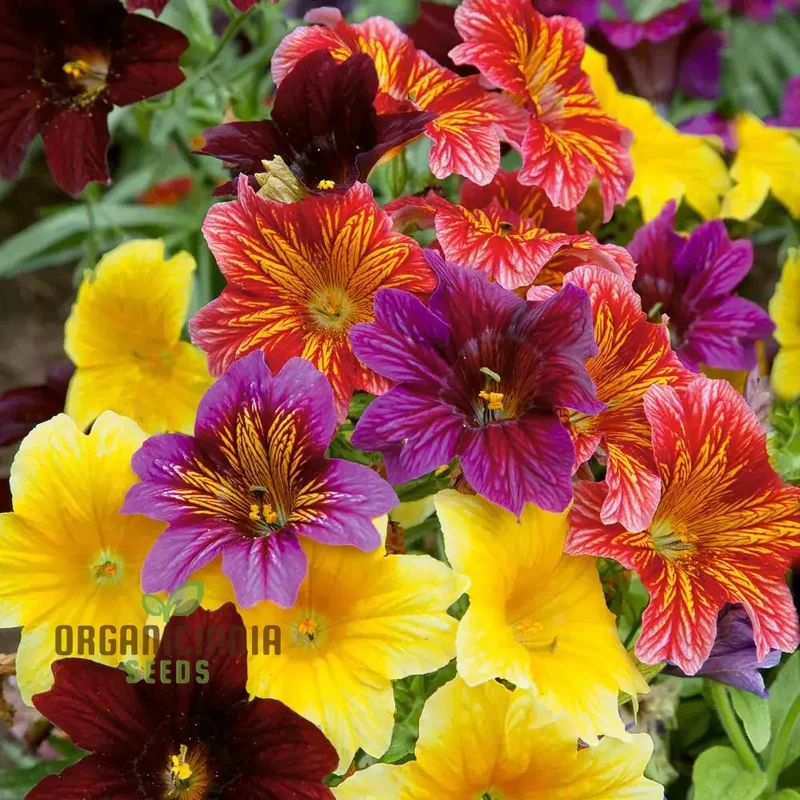 Salpiglossis Bolero F2 Seeds - Grow Exquisite and Colorful Bolero Salpiglossis Flowers in Your Garden