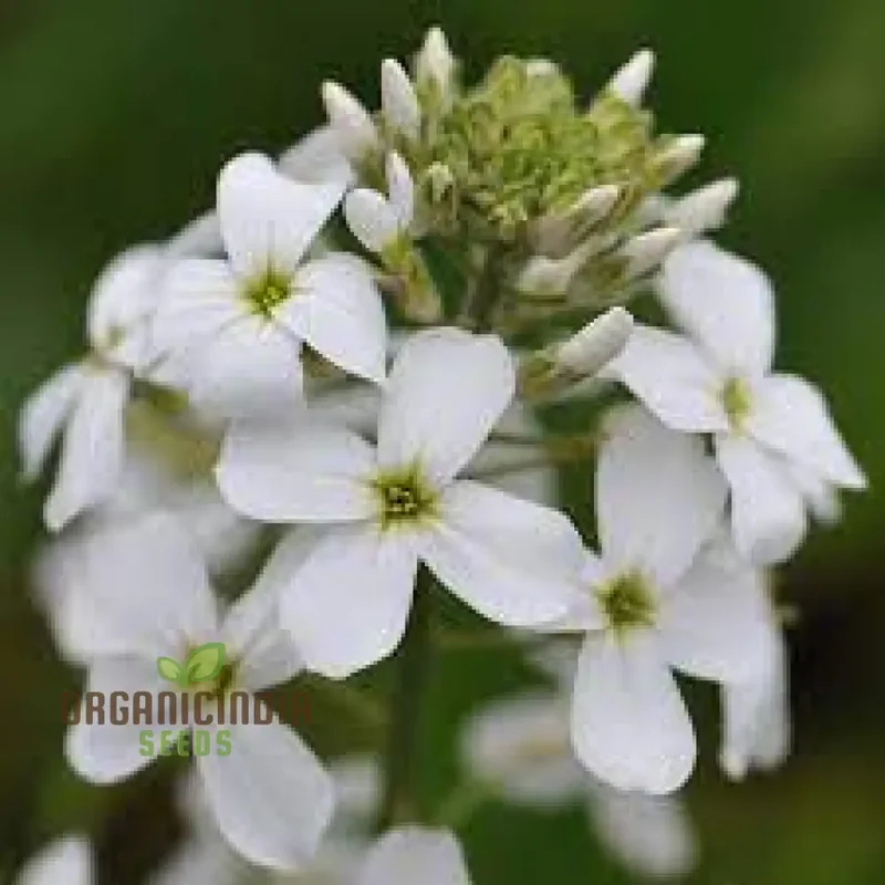 Sweet Rocket Seeds For Planting: Discover Fragrant Blooms and Beauty for Your Outdoor Oasis"