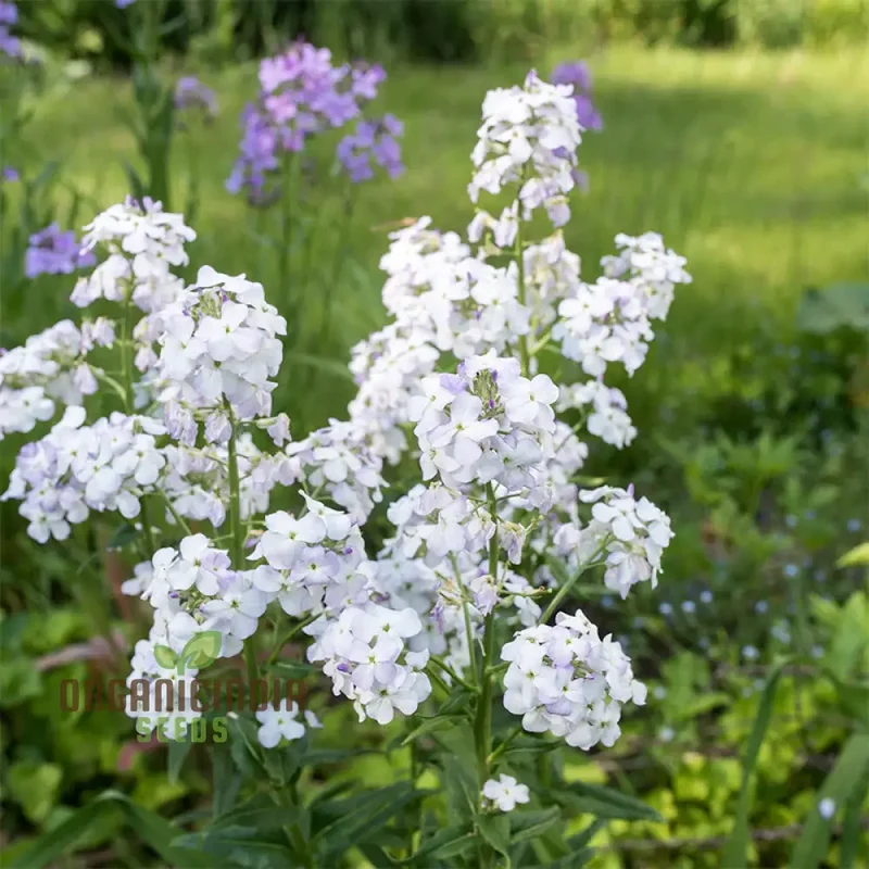 Sweet Rocket Seeds For Planting: Discover Fragrant Blooms and Beauty for Your Outdoor Oasis"