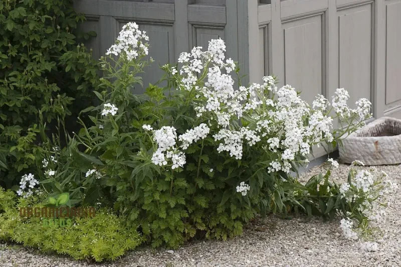 Sweet Rocket Seeds For Planting: Discover Fragrant Blooms and Beauty for Your Outdoor Oasis"