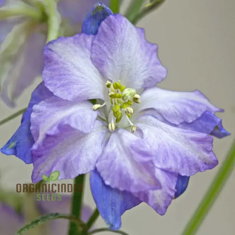 Larkspur Fancy Purple Picotee Seeds – Premium Garden Bloom Variety for Elegant Planting