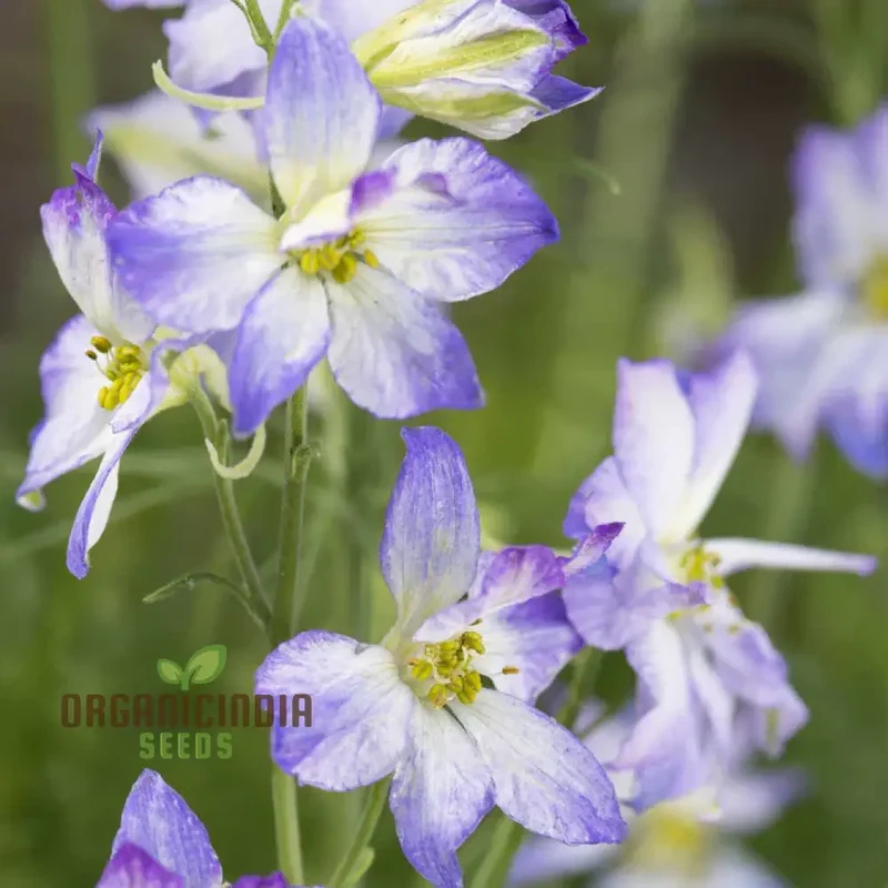 Larkspur Fancy Purple Picotee Seeds – Premium Garden Bloom Variety for Elegant Planting