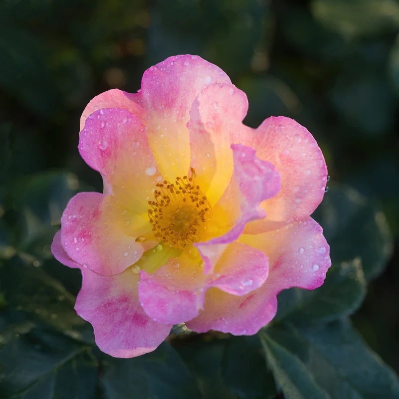 Rosier rustique ‘Watercolors Home Run’ ( Rosa ‘Watercolors Home Run’)