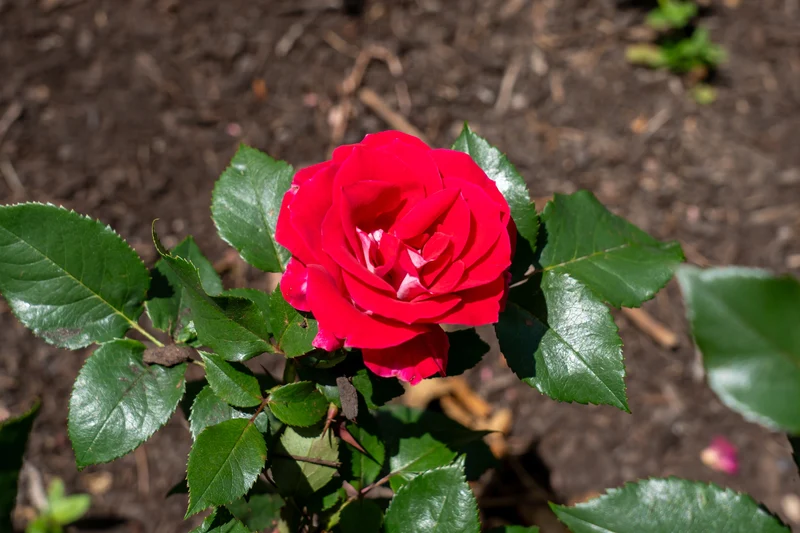 Rosier rustique ‘Take It Easy’ ( Rosa ‘Take It Easy’)