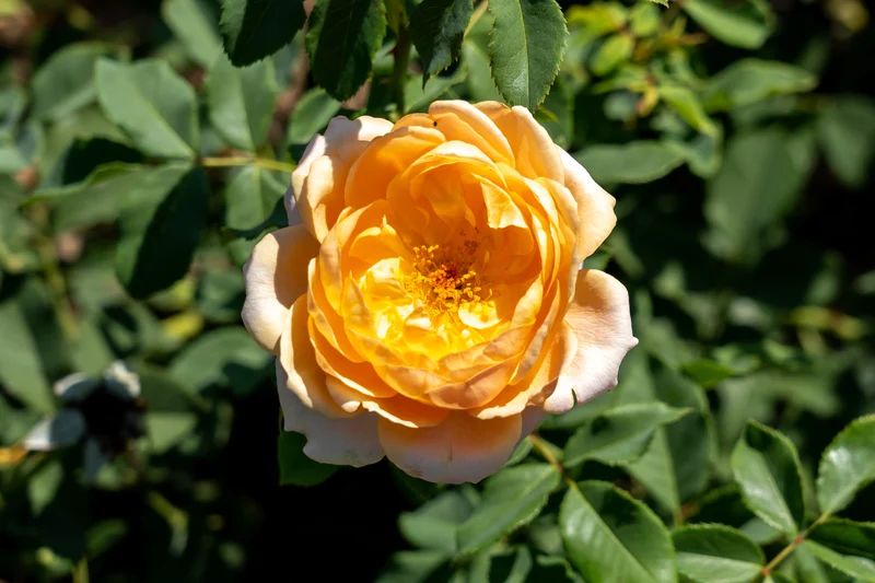 Rosier rustique ‘Sonnenwelt’ ( Rosa ‘Sonnenwelt’)