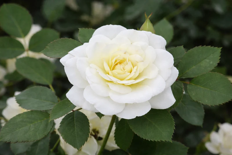 Rosier rustique ‘Snowdrift’ ( Rosa ‘Snowdrift’)