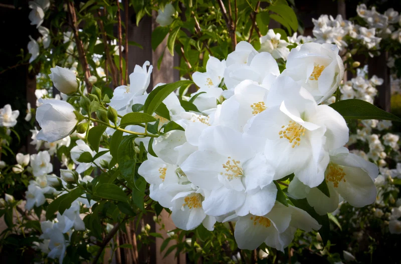 Rosier rustique ‘Knock Out White’ ( Rosa ‘Knock Out White’)