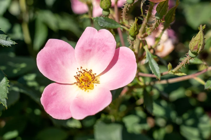 Rosier rustique ‘Knock Out Rainbow’ ( Rosa ‘Knock Out Rainbow’)