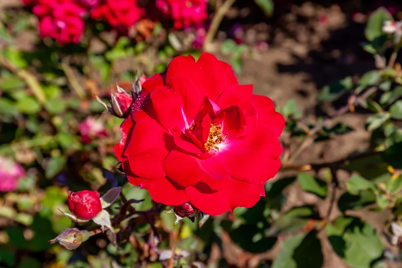 Rosier rustique ‘Champlain Rouge’ ( Rosa ‘Champlain Rouge’)