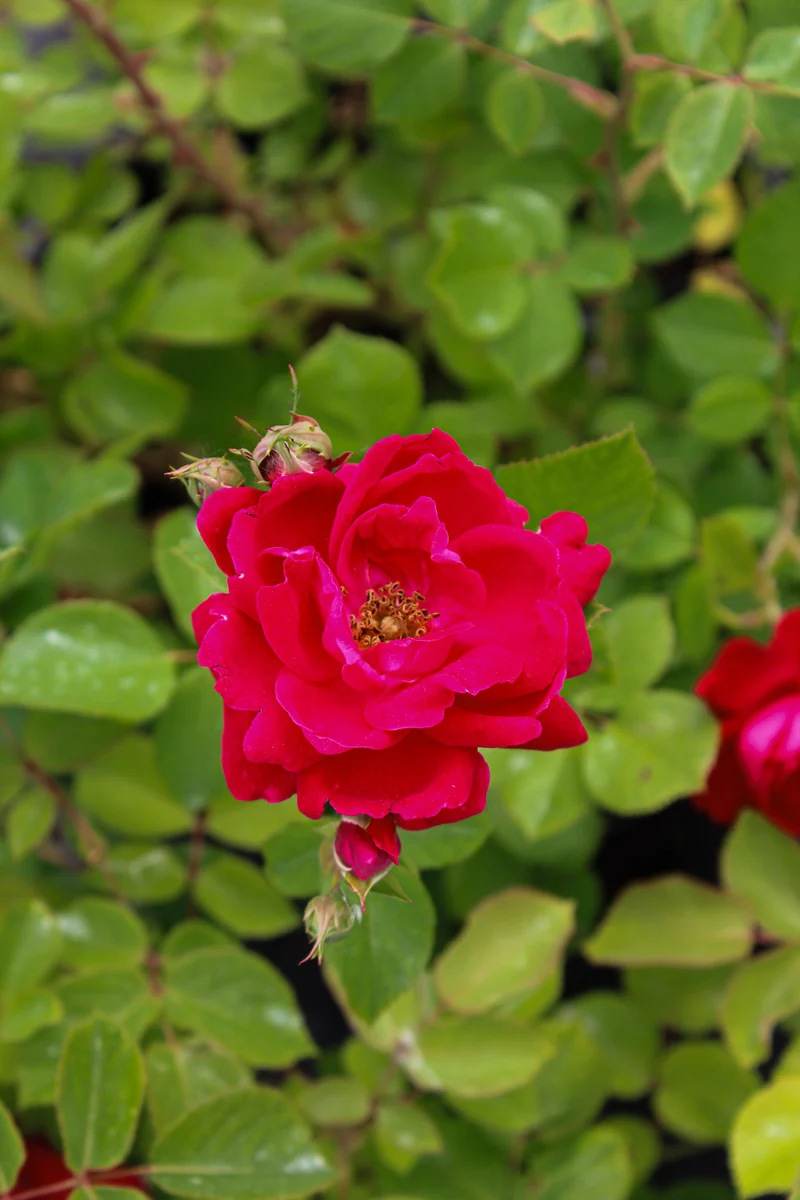 Rosier rustique ‘Champlain’ ( Rosa ‘Champlain’)