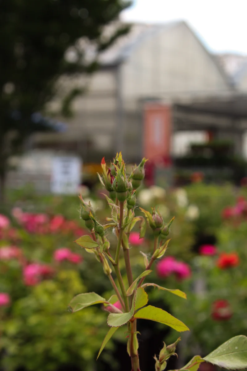Rosier rustique ‘Champlain’ ( Rosa ‘Champlain’)