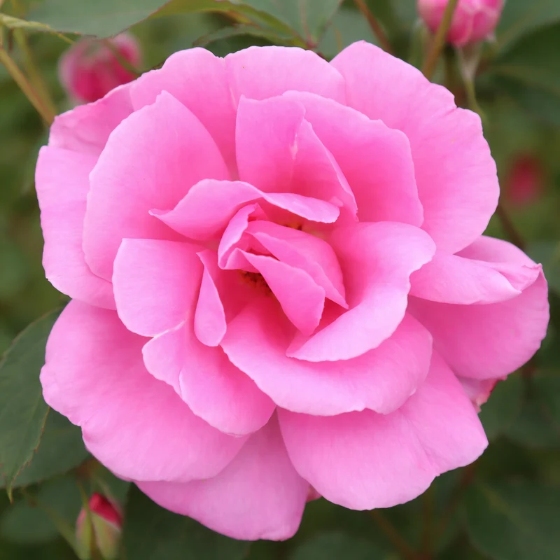Rosier rustique ‘Carefree Beauty’ ( Rosa ‘Carefree Beauty’)