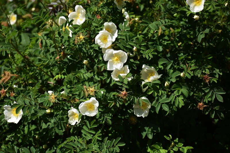 Rosier rugosa ‘Alba’ ( Rosa rugosa ‘Alba’)