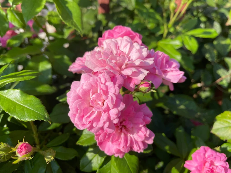 Rosier rugosa ‘Pink Grootendorst’ ( Rosa rugosa ‘Pink Grootendorst’)