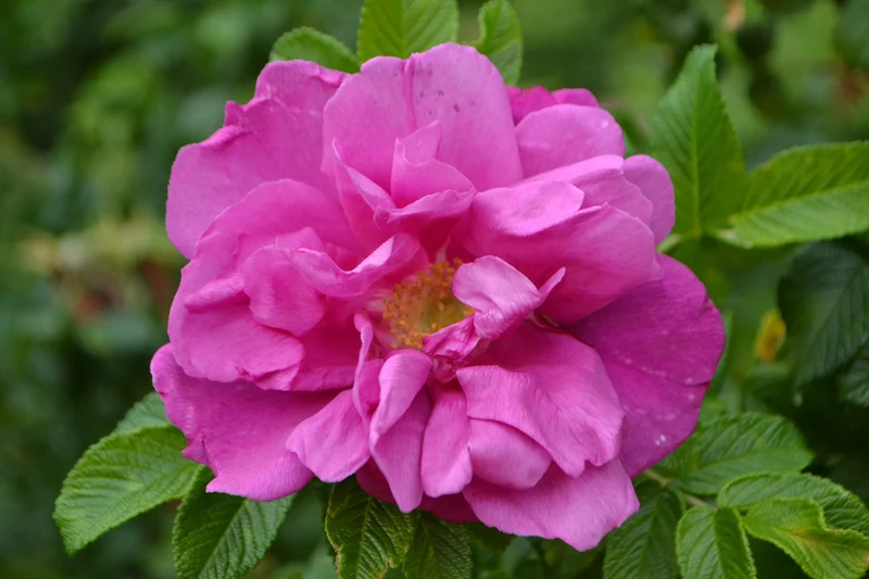 Rosier rugosa ‘Moje Hammarberg’ ( Rosa rugosa ‘Moje Hammarberg’)