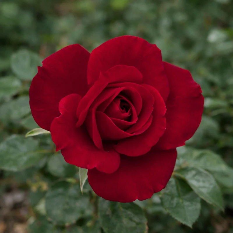 Rosier miniature ‘Ruby Ruby’ ( Rosa ‘Ruby Ruby’)