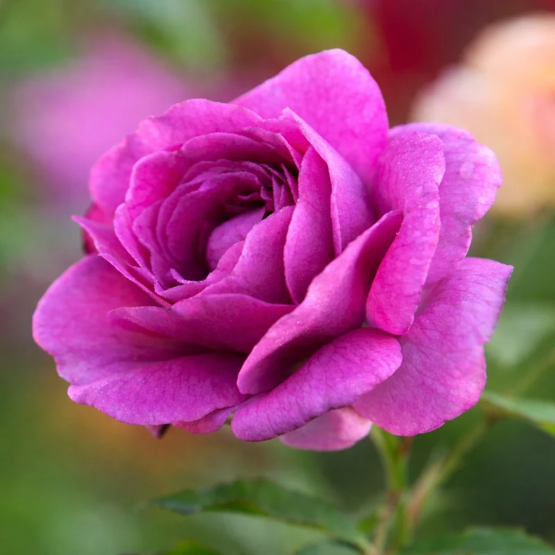 Rosier floribunda ‘Sweet Madame Blue’ ( Rosa ‘Sweet Madame Blue’)