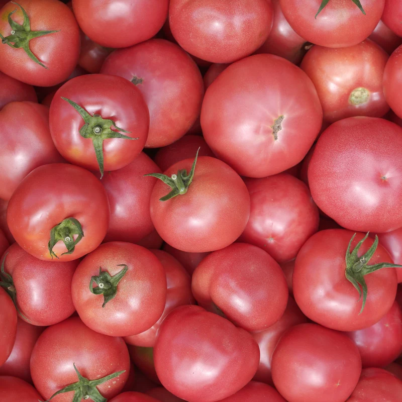 Tomate Chef's Choice Rose F1 ( Solanum lycopersicum )