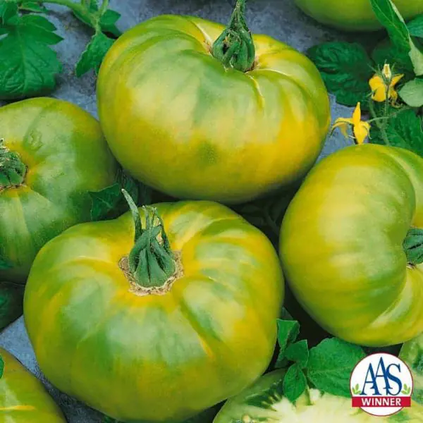 Tomate Chef's Choice Vert F1 ( Solanum lycopersicum )