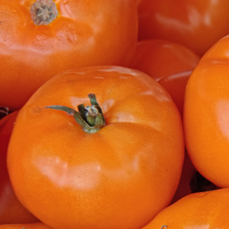 Tomate Chef's Choice Orange F1 ( Solanum lycopersicum )