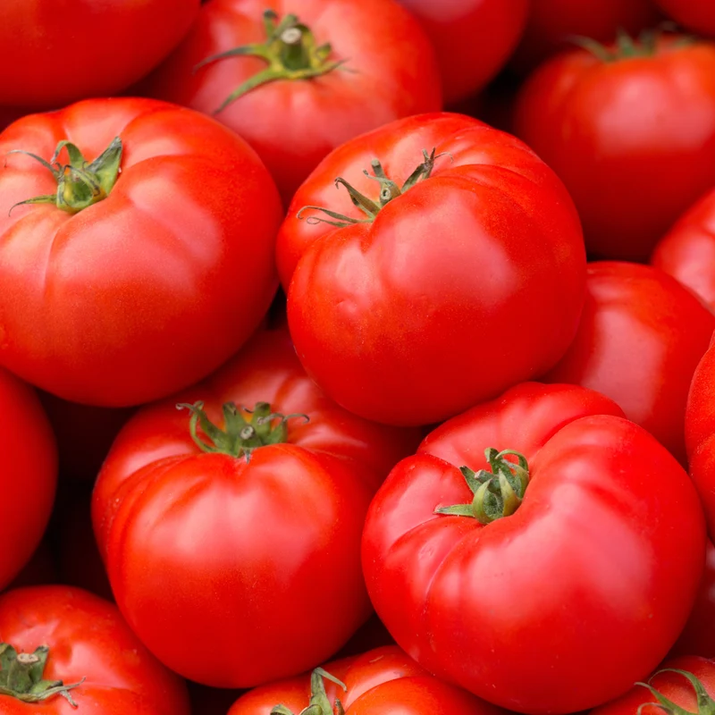 Tomate Caiman F1 ( Solanum lycopersicum )