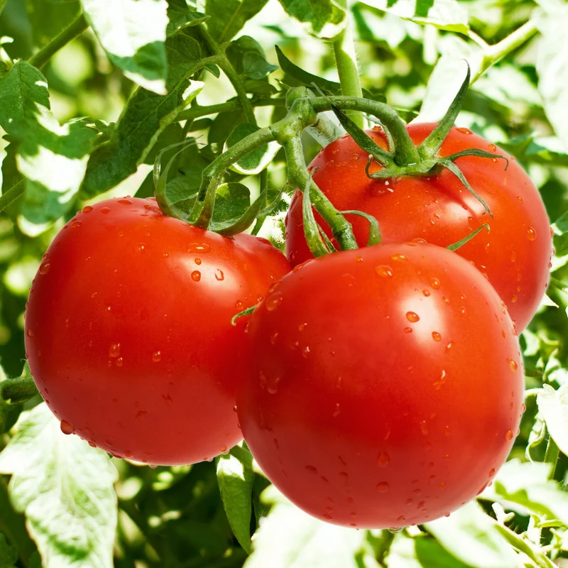 Tomate Big Beef Plus F1 ( Solanum lycopersicum )