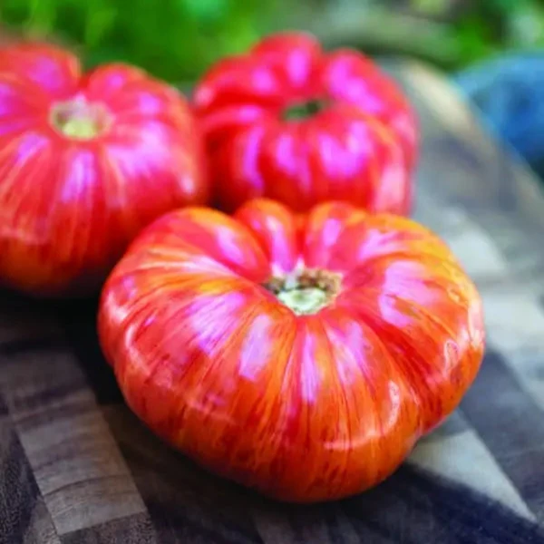 Tomate ‘Stuffer Striped’ ( Solanum lycopersicum )