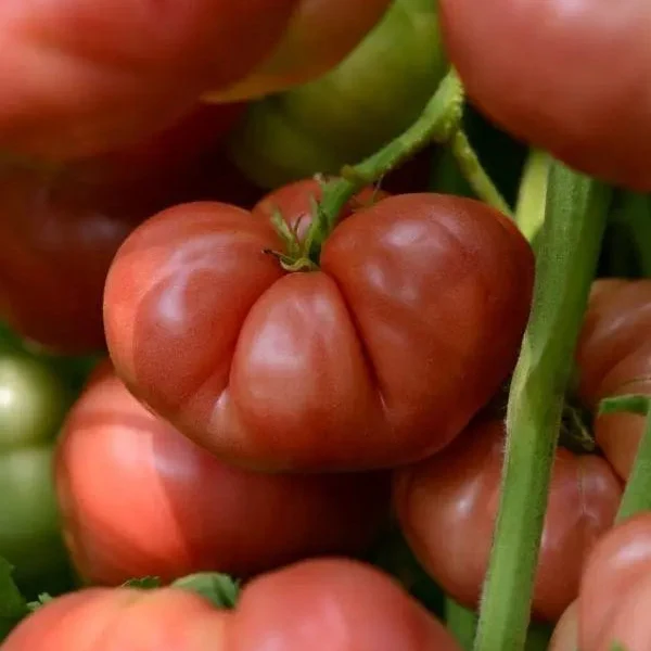 Tomate Marriage Big Brandy F1 (Heirloom) ( Solanum lycopersicum )