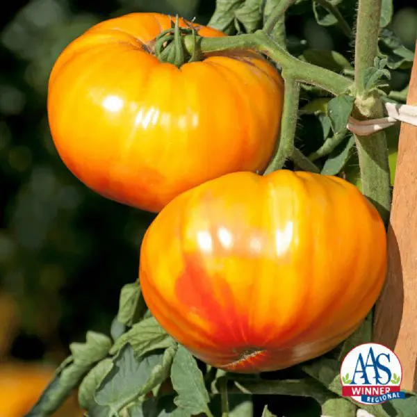 Tomate Buffalosun F1 ( Solanum lycopersicum )
