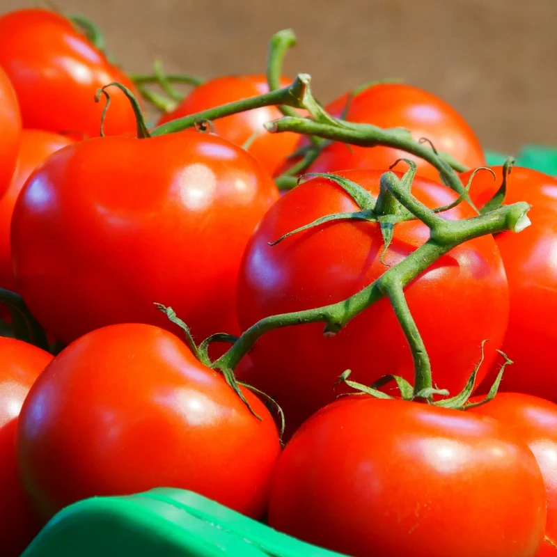 Tomate Marmande bio ( Solanum lycopersicum )