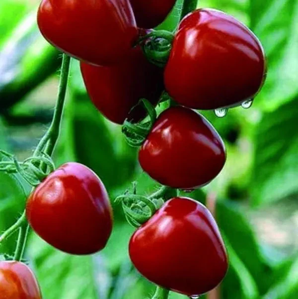 Tomate cerise Tomatoberry Garden F1 ( Solanum lycopersicum )
