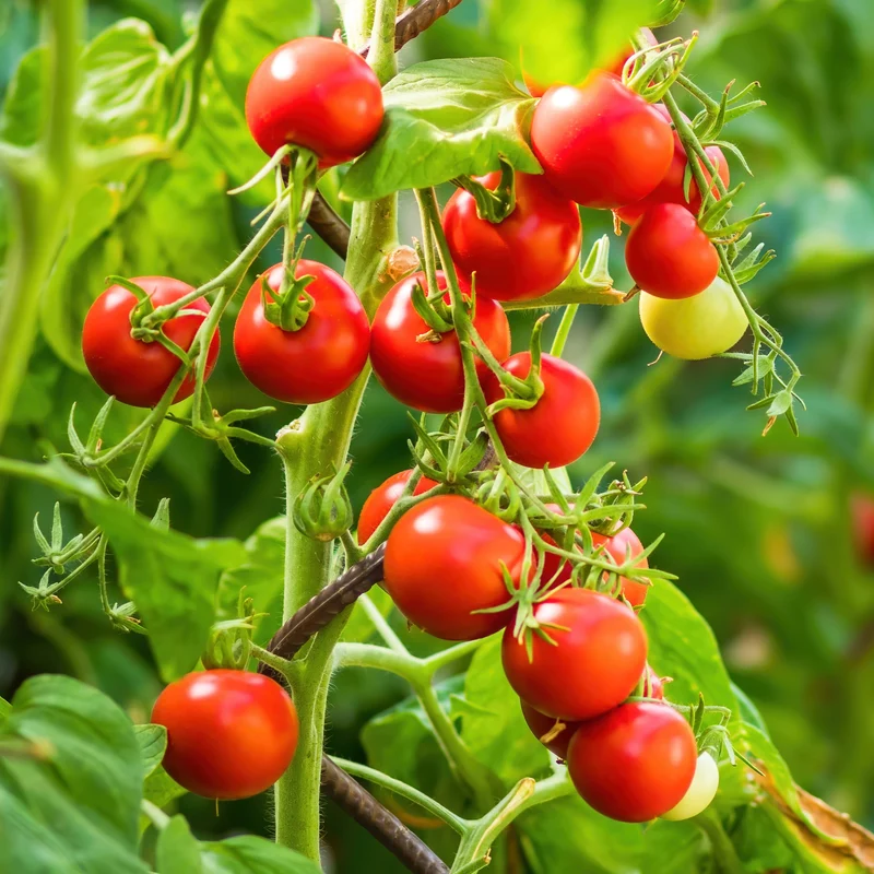 Tomate cocktail Sturdy Jo F1 - Collection Patio ( Solanum lycopersicum )