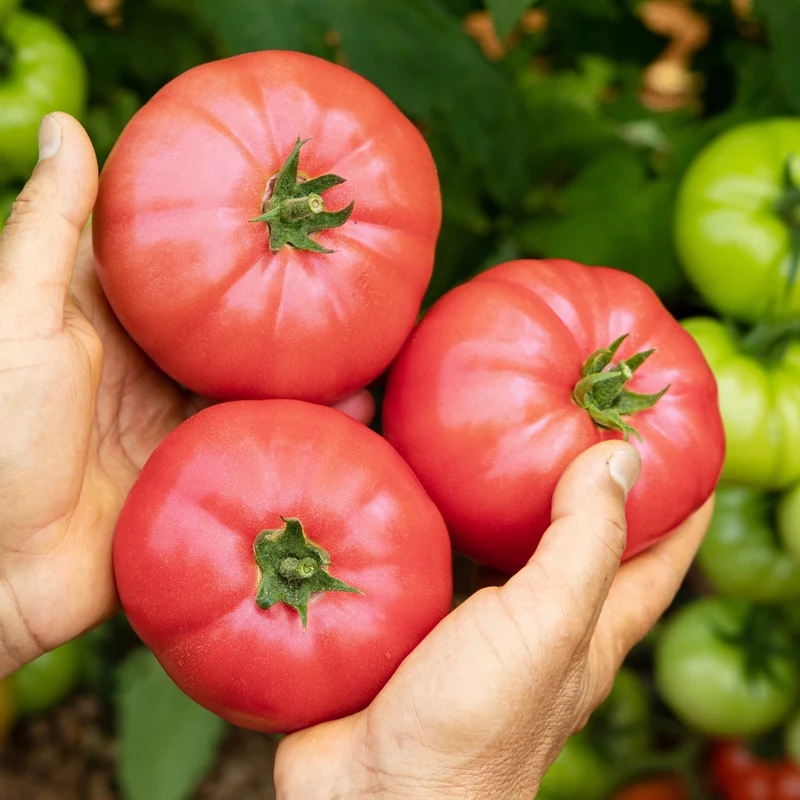 Tomate Cœur De Bœuf Rose ( Solanum lycopersicum )
