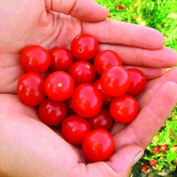 Tomate cerise Moncherry F1 ( Solanum lycopersicum )