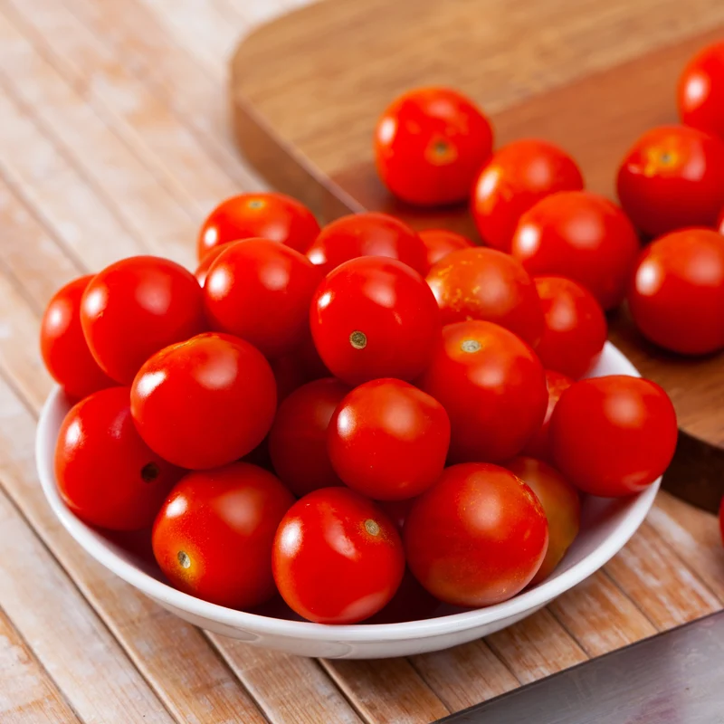 Tomate cerise Tiny Tim ( Solanum lycopersicum )