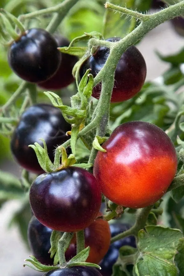 Tomate cerise Indigo Rose ( Solanum lycopersicum )