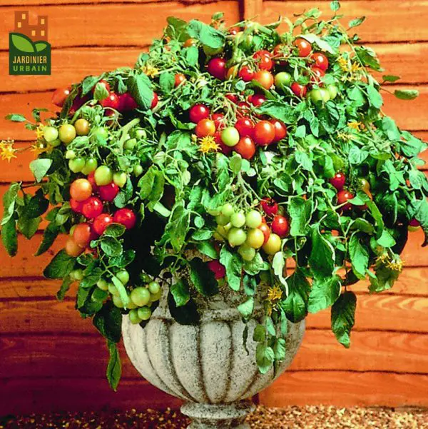 Tomate cerise Tumbler F1 ( Solanum lycopersicum )