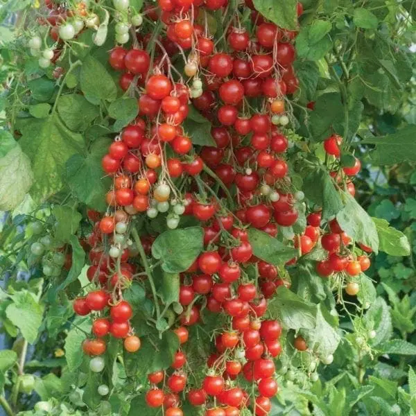 Tomate cerise Sweet Million F1 ( Solanum lycopersicum )
