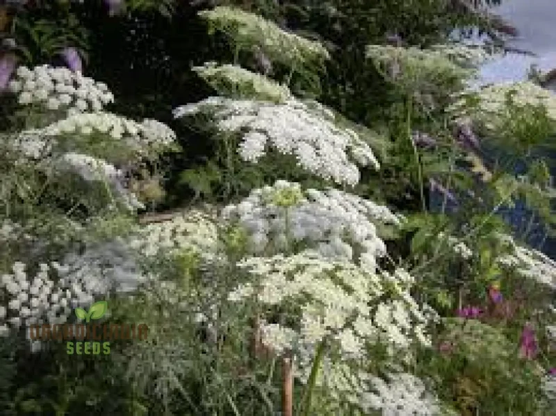 Ammi Majus Seeds For Planting: Discover the Delicate Beauty for Your Garden's Joyous Blooms