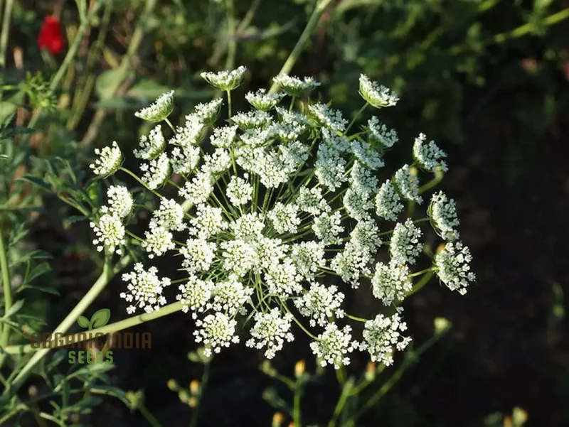 Ammi Majus Seeds For Planting: Discover the Delicate Beauty for Your Garden's Joyous Blooms